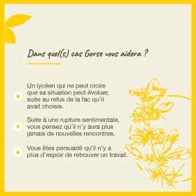 Gorse fleurs de Bach Original 20 ml (Ajonc) Bach Original Nelsons 4 - mesfleursdebach.com 