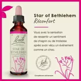 Star of Bethlehem fleurs de Bach Original 20 ml (Étoile de Bethléem) Bach Original Nelsons 1 - mesfleursdebach.com 