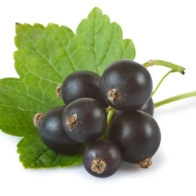 Bach - Rescue pastilles cassis Bach Original Bach Original Nelsons 2 - mesfleursdebach.com 