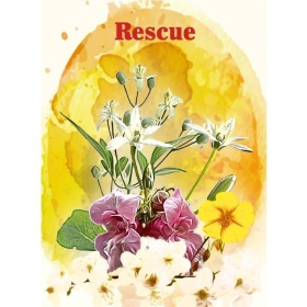 Cartes en bois des 38 fleurs de Bach, par Magalie Cortinovis [product.brand] 11 - mesfleursdebach.com 