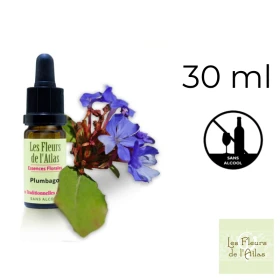 Cerato Fleurs de l'Atlas 30 ml (Plumbago) Fleurs de l'Atlas - Sans alcool 1 - mesfleursdebach.com 