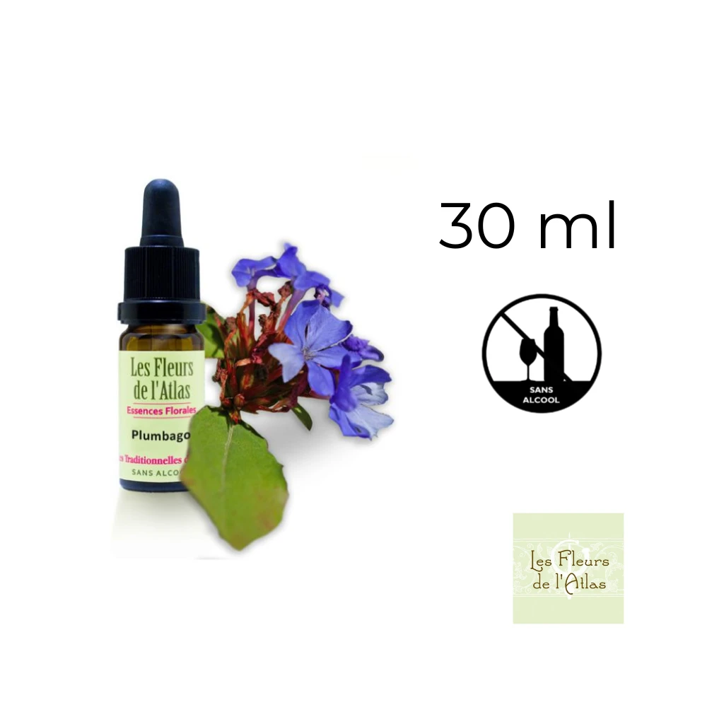 Cerato Fleurs de l'Atlas 30 ml (Plumbago) Fleurs de l'Atlas - Sans alcool 1 - mesfleursdebach.com Cerato Fleurs de l'Atlas 30 ml (Plumbago) Fleurs de l'Atlas - Sans alcool 1 - mesfleursdebach.com