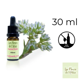 Scleranthus Fleurs de l'Atlas 30 ml (Alène) Fleurs de l'Atlas - Sans alcool 1 - mesfleursdebach.com 