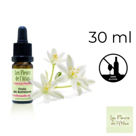 Star of Bethlehem Fleurs de l'Atlas 30 ml (Étoile de Bethléem) Fleurs de l'Atlas - Sans alcool 1 - mesfleursdebach.com 