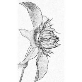 ElixSir - Dr Bach -Valérie Knight Mes Fleurs de BACH 5 - mesfleursdebach.com 