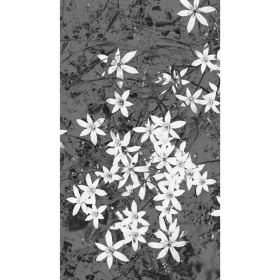 ElixSir - Dr Bach -Valérie Knight Mes Fleurs de BACH 8 - mesfleursdebach.com 