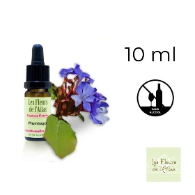 Cerato Fleurs de Bach sans alcool - Fleurs de l'Atlas 10 ml (Plumbago) Fleurs de l'Atlas - Sans alcool 1 - mesfleursdebach.com 