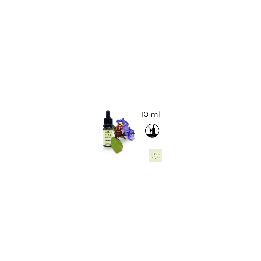 Cerato Fleurs de Bach sans alcool - Fleurs de l'Atlas 10 ml (Plumbago) Fleurs de l'Atlas - Sans alcool 1 - mesfleursdebach.com Cerato Fleurs de Bach sans alcool - Fleurs de l'Atlas 10 ml (Plumbago) Fleurs de l'Atlas - Sans alcool 1 - mesfleursdebach.com