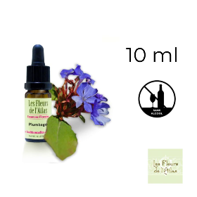Cerato Fleurs de Bach sans alcool - Fleurs de l'Atlas 10 ml (Plumbago) Fleurs de l'Atlas - Sans alcool 1 - mesfleursdebach.com 