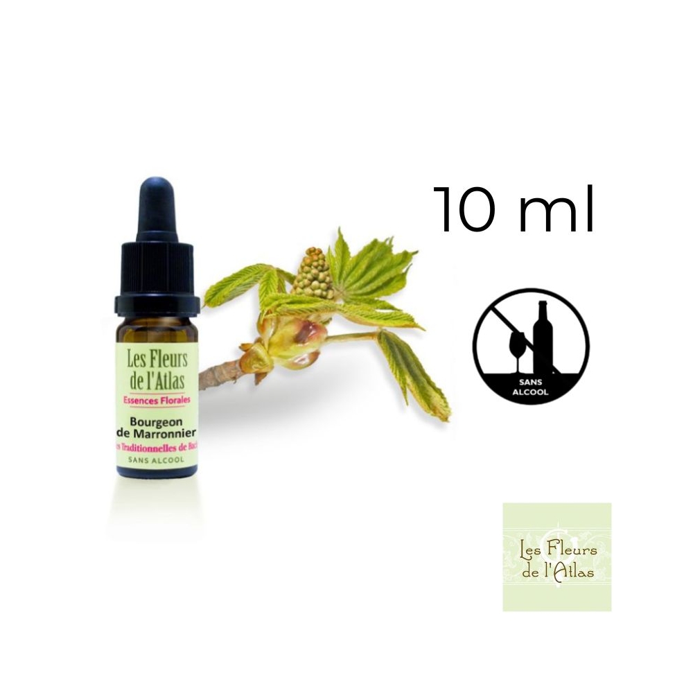 Chestnut Bud Fleurs de Bach sans alcool - Fleurs de l'Atlas 10 ml (Bourgeon de Marronnier) Fleurs de l'Atlas - Sans alcool 1 - m