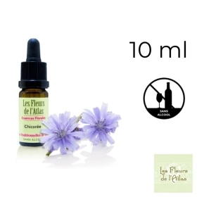 Chicory Fleurs de Bach sans alcool - Fleurs de l'Atlas 10 ml (Chicorée) Fleurs de l'Atlas - Sans alcool 1 - mesfleursdebach.com 