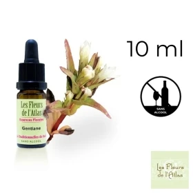 Gentian Fleurs de Bach sans alcool - Fleurs de l'Atlas 10 ml (Gentiane) Fleurs de l'Atlas - Sans alcool 1 - mesfleursdebach.com 