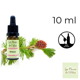 Larch Fleurs de Bach sans alcool - Fleurs de l'Atlas 10 ml (Mélèze) Fleurs de l'Atlas - Sans alcool 1 - mesfleursdebach.com 