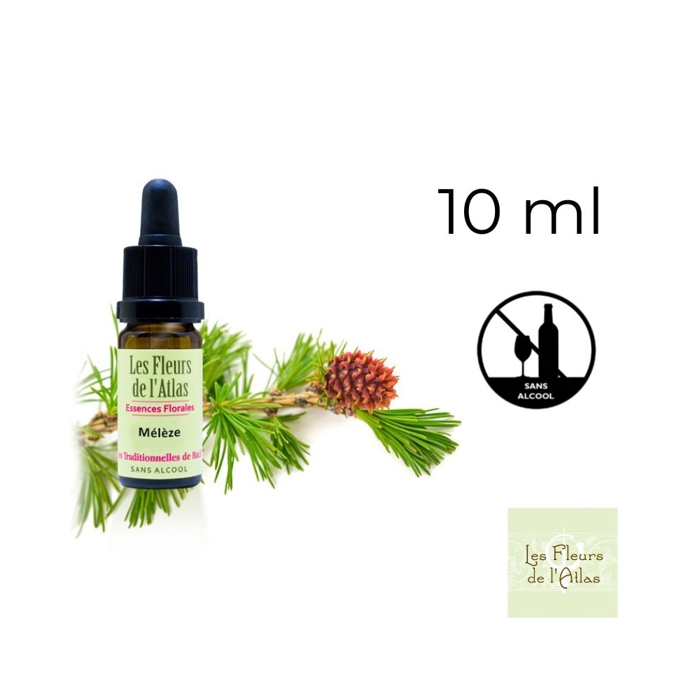Larch Fleurs de Bach sans alcool - Fleurs de l'Atlas 10 ml (Mélèze) Fleurs de l'Atlas - Sans alcool 1 - mesfleursdebach.com Larch Fleurs de Bach sans alcool - Fleurs de l'Atlas 10 ml (Mélèze) Fleurs de l'Atlas - Sans alcool 1 - mesfleursdebach.com