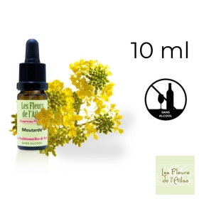 Mustard Fleurs de Bach sans alcool - Fleurs de l'Atlas 10 ml (Moutarde) Fleurs de l'Atlas - Sans alcool 1 - mesfleursdebach.com 