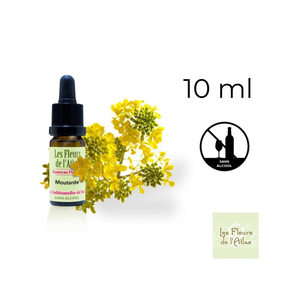 Mustard Fleurs de Bach sans alcool - Fleurs de l'Atlas 10 ml (Moutarde) Fleurs de l'Atlas - Sans alcool 1 - mesfleursdebach.com Mustard Fleurs de Bach sans alcool - Fleurs de l'Atlas 10 ml (Moutarde) Fleurs de l'Atlas - Sans alcool 1 - mesfleursdebach.com