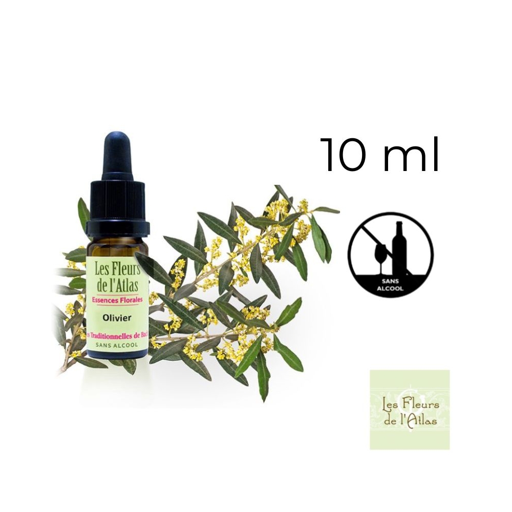 Olive Fleurs de Bach sans alcool - Fleurs de l'Atlas 10 ml (Olive) Fleurs de l'Atlas - Sans alcool 5 - mesfleursdebach.com 