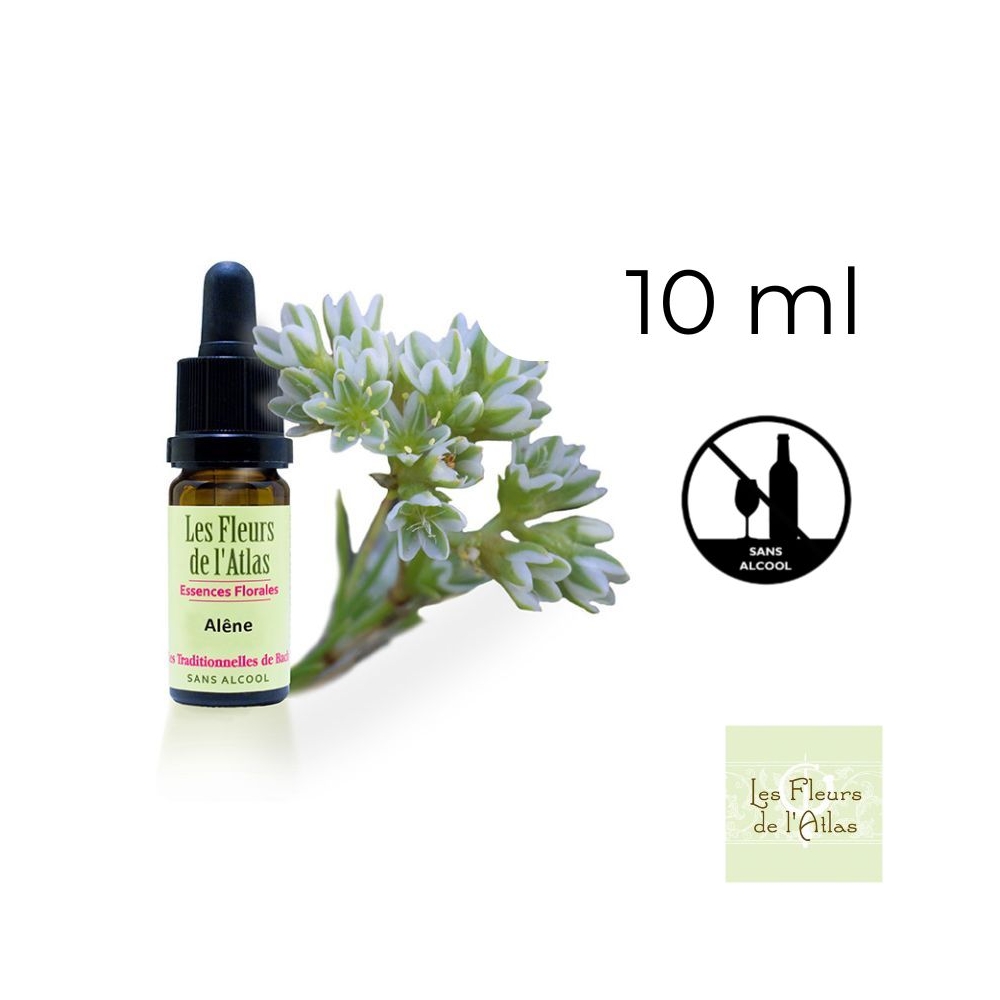 Scleranthus Fleurs de Bach sans alcool - Fleurs de l'Atlas 10 ml (Alène) Fleurs de l'Atlas - Sans alcool 1 - mesfleursdebach.com Scleranthus Fleurs de Bach sans alcool - Fleurs de l'Atlas 10 ml (Alène) Fleurs de l'Atlas - Sans alcool 1 - mesfleursdebach.com