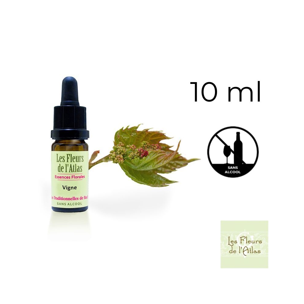 Vine Fleurs de Bach sans alcool - Fleurs de l'Atlas 10 ml (Vigne) Fleurs de l'Atlas - Sans alcool 1 - mesfleursdebach.com Vine Fleurs de Bach sans alcool - Fleurs de l'Atlas 10 ml (Vigne) Fleurs de l'Atlas - Sans alcool 1 - mesfleursdebach.com