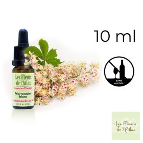 White Chestnut Fleurs de Bach sans alcool - Fleurs de l'Atlas 10 ml (Marronnier Blanc) Fleurs de l'Atlas - Sans alcool 1 - mesfl