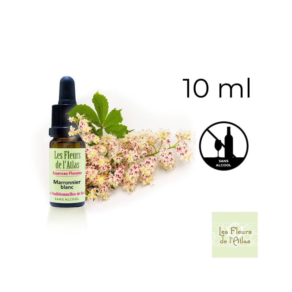 White Chestnut Fleurs de Bach sans alcool - Fleurs de l'Atlas 10 ml (Marronnier Blanc) Fleurs de l'Atlas - Sans alcool 1 - mesfl White Chestnut Fleurs de Bach sans alcool - Fleurs de l'Atlas 10 ml (Marronnier Blanc) Fleurs de l'Atlas - Sans alcool 1 - mesfl