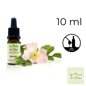 Wild Rose Fleurs de Bach sans alcool - Fleurs de l'Atlas 10 ml (Églantine) Fleurs de l'Atlas - Sans alcool 1 - mesfleursdebach.c