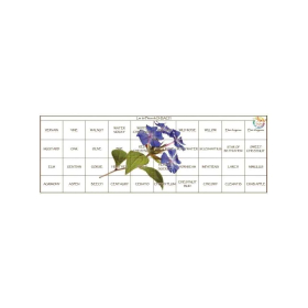 Bach Original 20ml - Coffret 38 Fleurs + 2 Rescue - Plein en bois - Cerato Bach Original Nelsons 7 - mesfleursdebach.com 