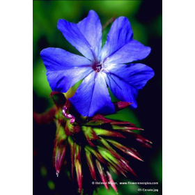Coffret des photos des 38 fleurs de Bach d'Helmut Maïer - 15*10cm Mes Fleurs de BACH 1 - mesfleursdebach.com 