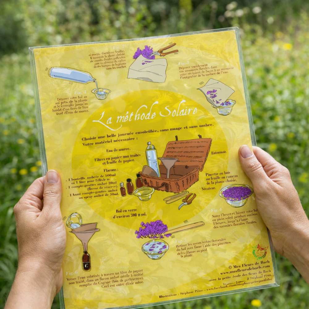 Préparation des élixirs Fleurs de Bach: Fiches explicatives plastifiées A4 Mes Fleurs de BACH 1 - mesfleursdebach.com 