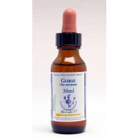 Gorse Healing Herbs 30 ml (Ajonc) Healing Herbs 1 - mesfleursdebach.com 