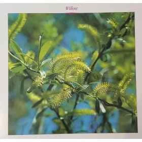 Grandes cartes des 38 fleurs de Bach Mechthild Scheffer 18*18cm Mes Fleurs de BACH 9 - mesfleursdebach.com 