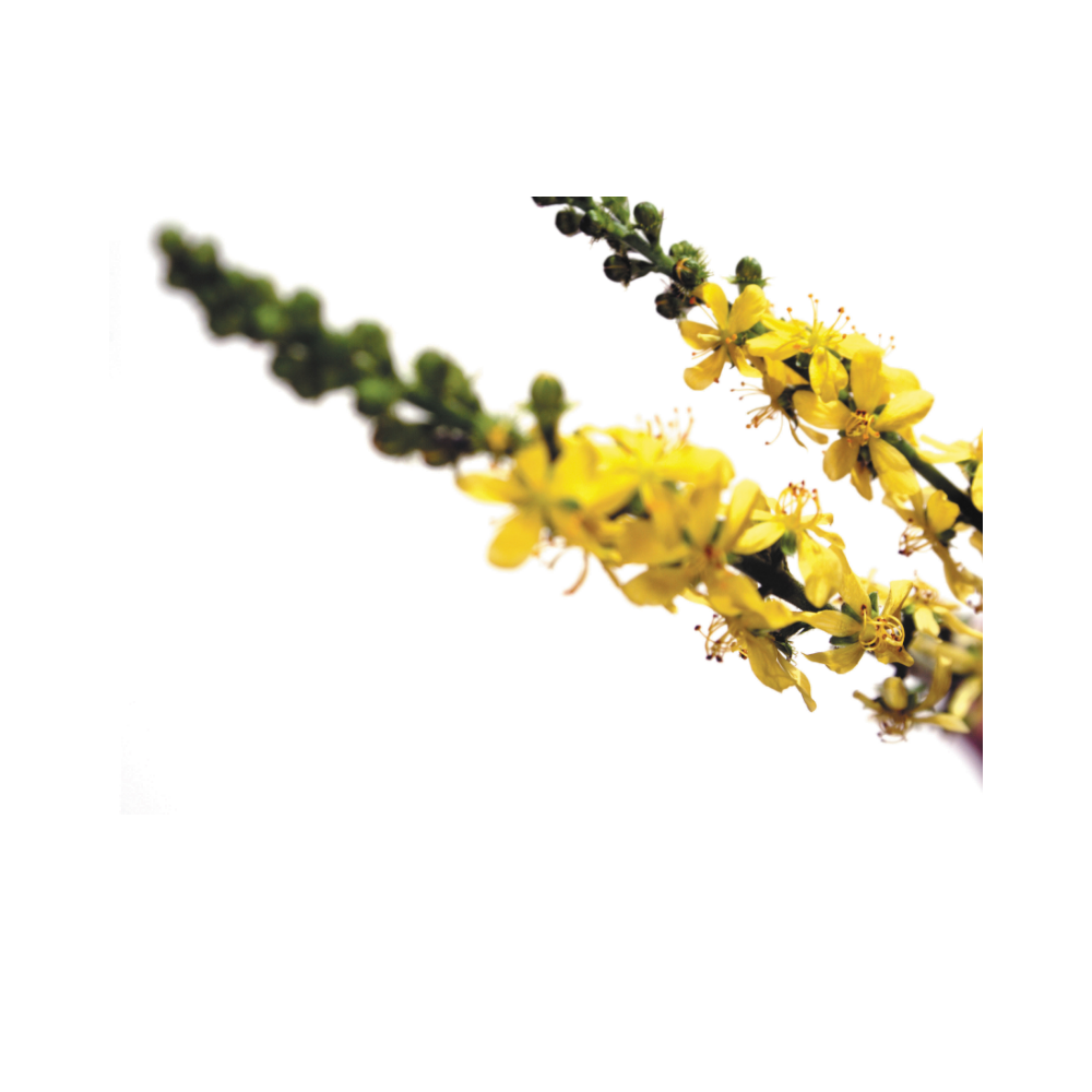 BO - Bach Original - Fleur de Bach Authentique 20 ml Bach Original Nelsons 5 - mesfleursdebach.com 