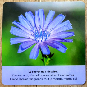 Cartes - Le jardin secret des élixirs floraux par Sarah Lenègre [product.brand] 3 - mesfleursdebach.com 