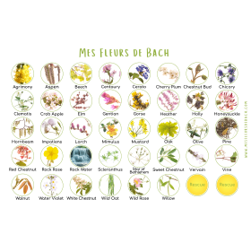 Bach original 20ml - Coffret 38 fleurs + 2 rescue – Coffret en chêne de Bourgogne Bach Original Nelsons 5 - mesfleursdebach.com 